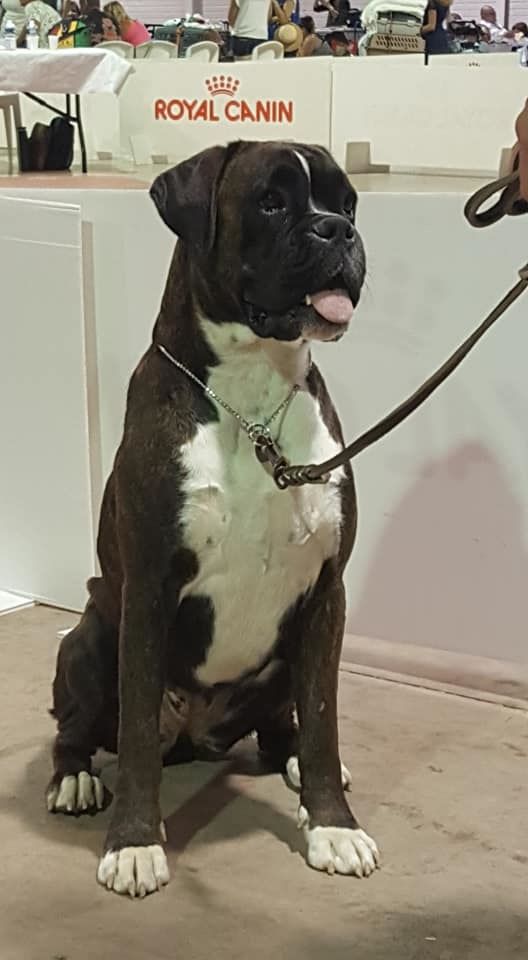 Mahona du bassin d'esteros